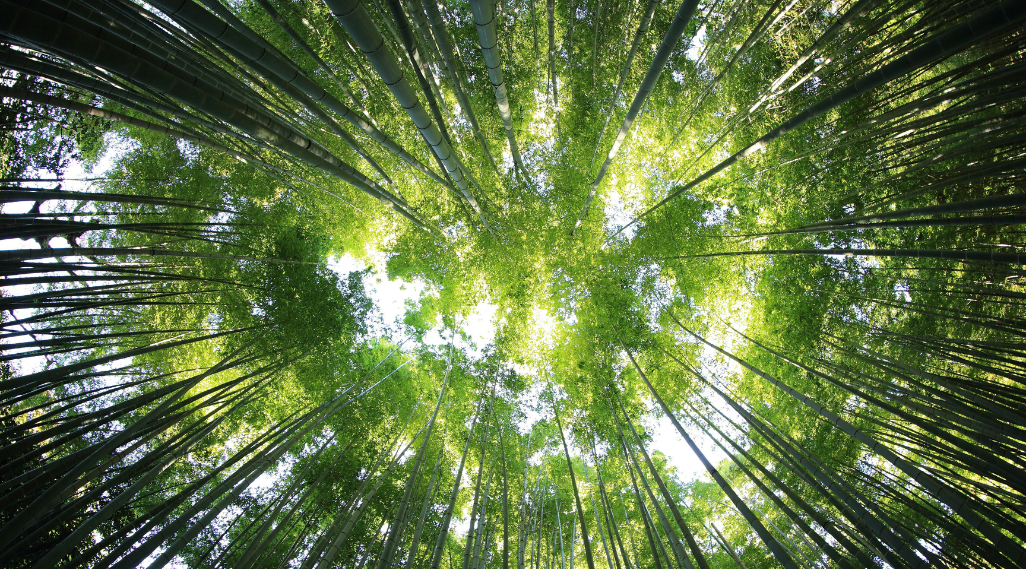 Hooton's update on B Corp